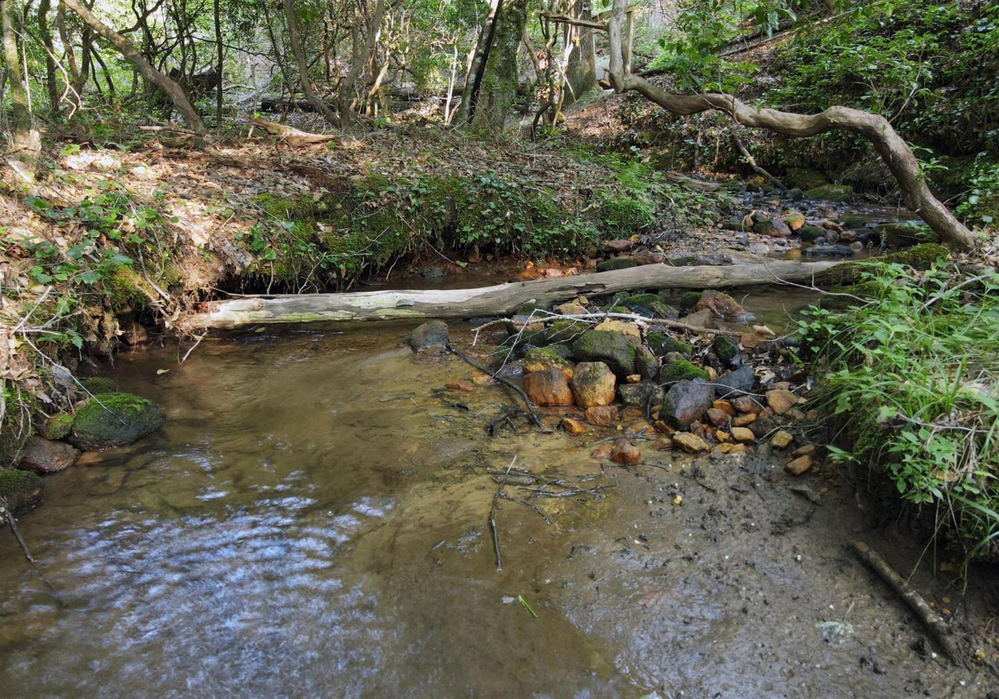 Laurel Creek- Blue Ridge Βίλα Εξωτερικό φωτογραφία